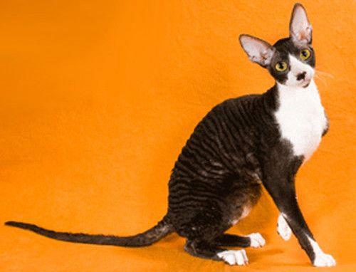 柯尼斯猫出门认人吗