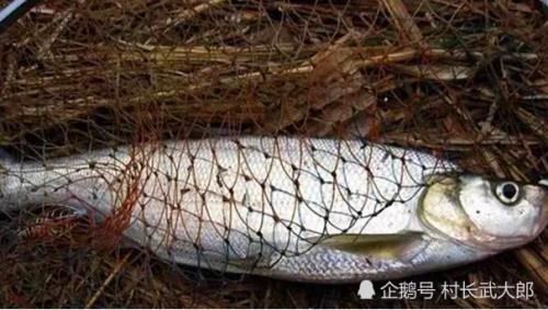 潮汕翘嘴鱼叫什么