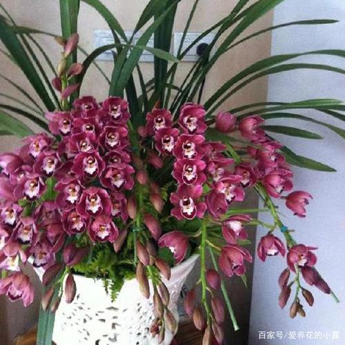 大花蕙兰的寿命