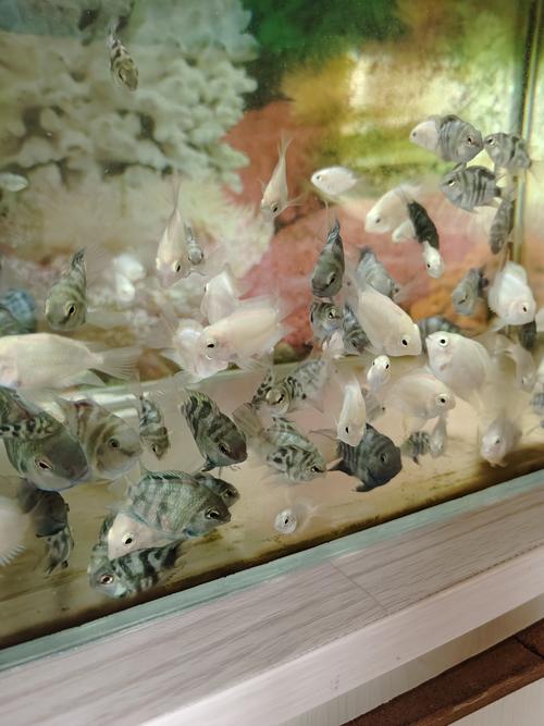 60的鱼缸适合几条迷你鹦鹉鱼
