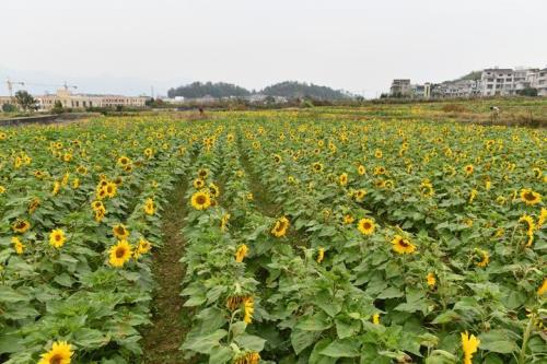 200亩葵花有多少吨