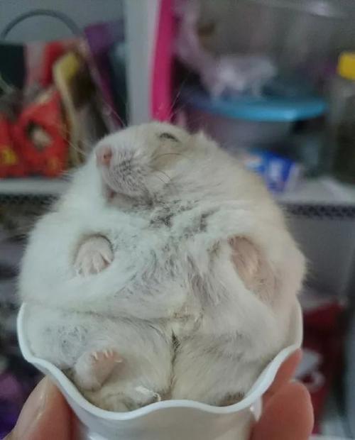 仓鼠一窝几只