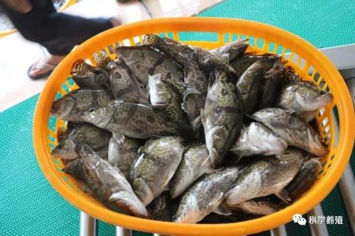 鳜鱼市价多少