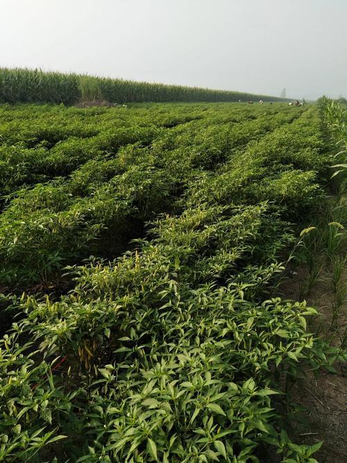 小米椒种植技术
