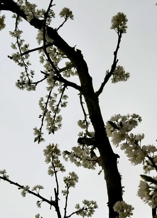 李花怒放一树白全诗谁写的