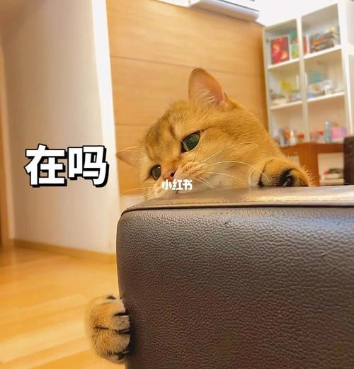 我敲可爱什么意思