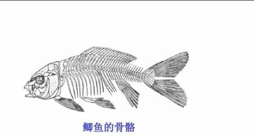 人一节脊椎动物的长度多少厘米。
