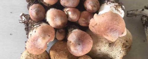 人工怎样种植松枞菌