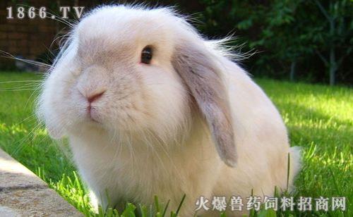 买成年兔好还是买幼兔好