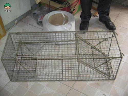 捕鼠最有效的方法