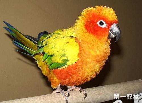 牡丹鹦鹉吃多少才算饱