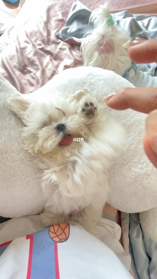 小奶马是什么意思