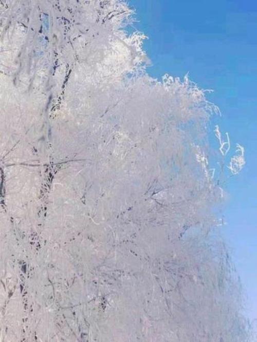 雪代表什么象征意义