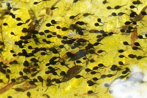 水是小蝌蚪的什么