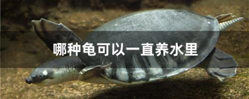 食量大的龟排行