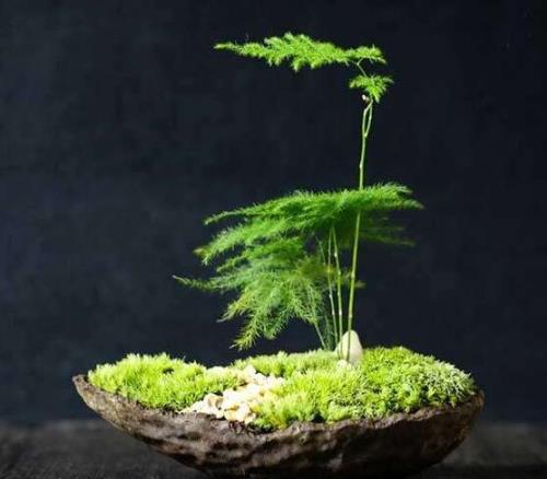 盆栽文竹怎么养