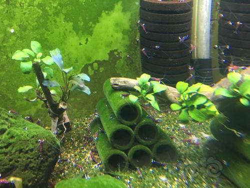 火山石颗粒养苏虾可以么