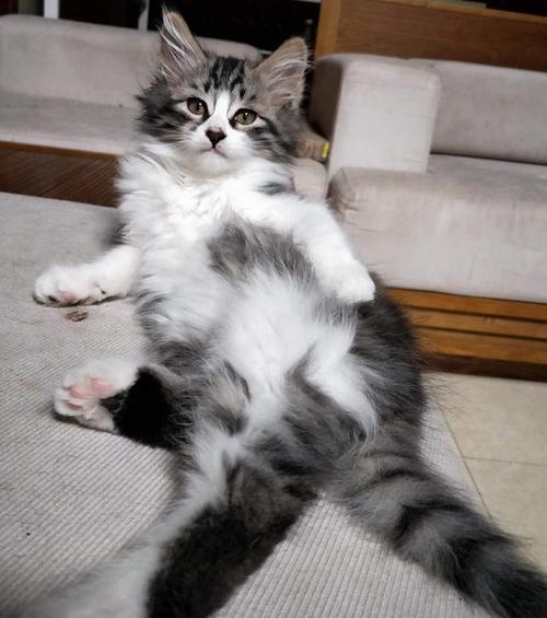狸花猫长大是什么样的