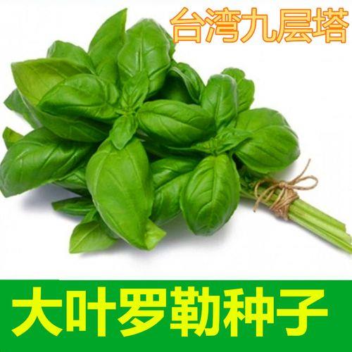 金不换种子适合几月播种