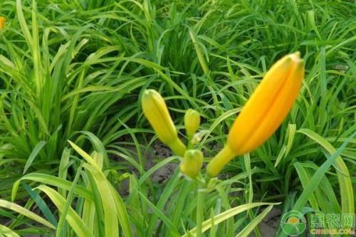 种植黄花根最怕什么