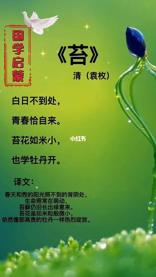 苔歌曲原唱完整版