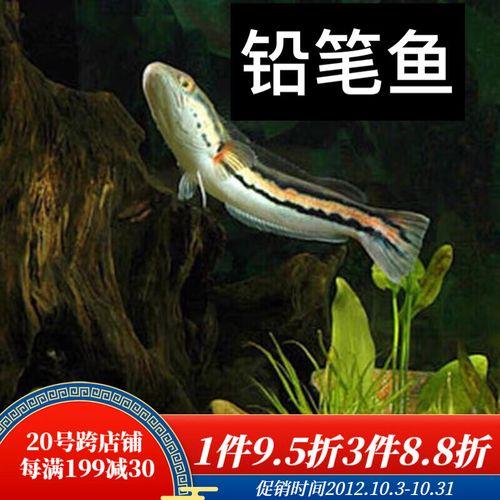 大铅笔鱼多大能褪色