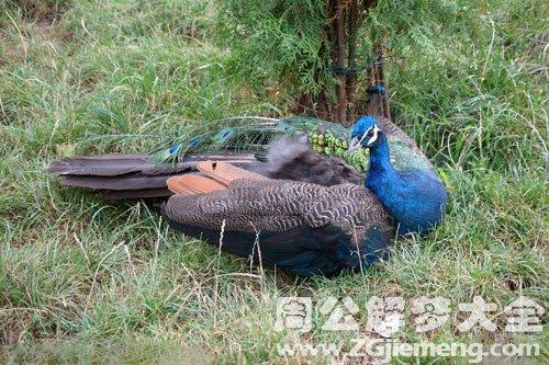 不当孔雀是什么意思