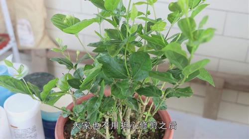 茉莉花8月底修剪后几天发新芽