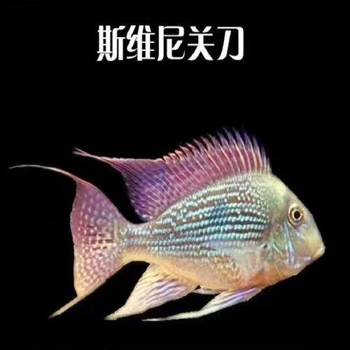 赤壁关刀鱼做法