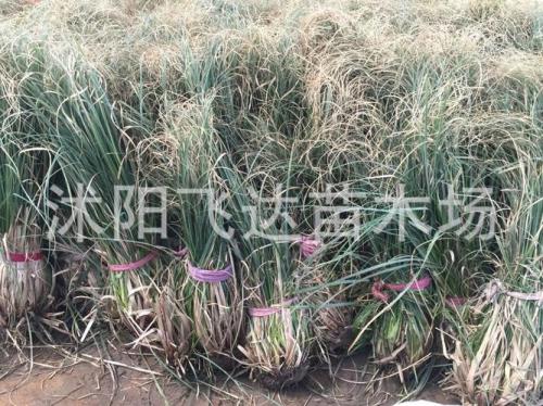 矮蒲苇一平方多少株