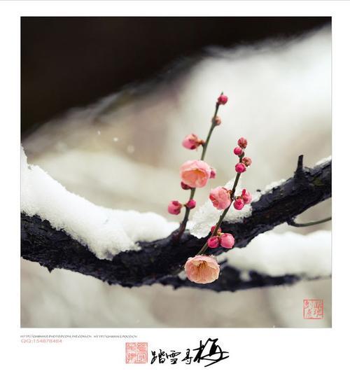 踏雪寻梅梅不在下联是什么