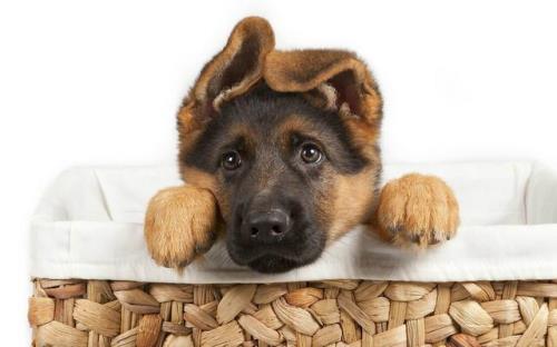 弗兰德牧牛犬可以养吗