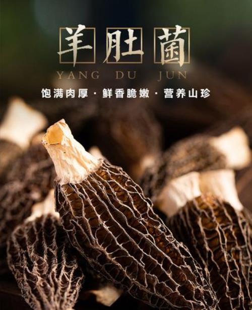 羊肚菌是哪里的特产