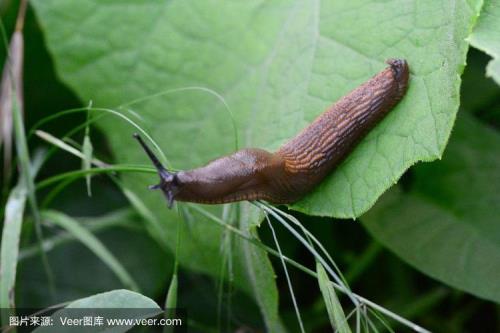 鼻涕虫怎么分身