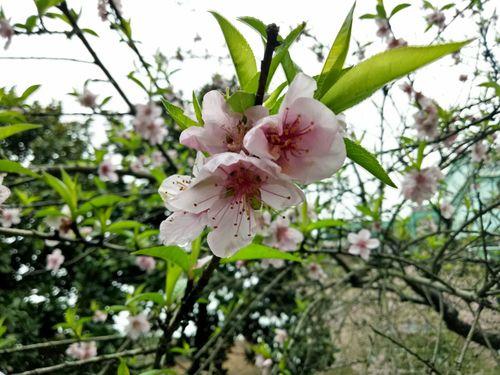洞中桃花盼雨露译文
