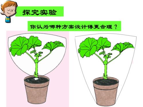 蒸腾作用与环境有什么关系