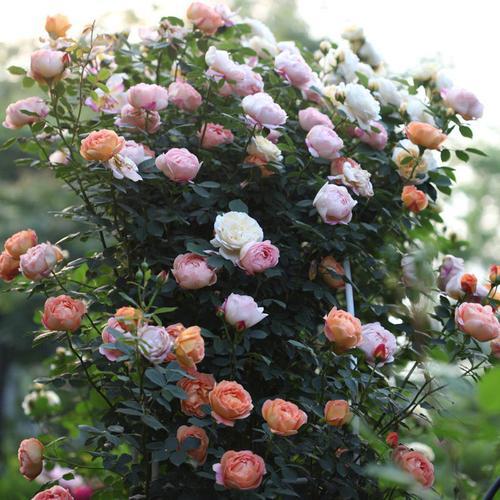 芳香花园月季枝条上有刺吗