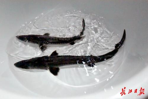 家养中华鲟怎么做