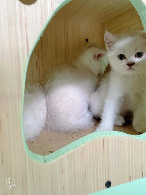 2个月的猫咪带回家好养吗
