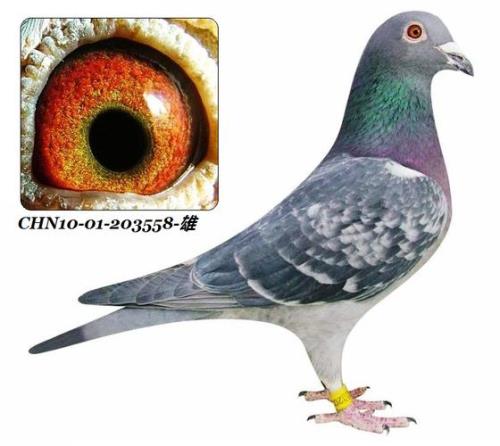 魔鬼系鸽子特点