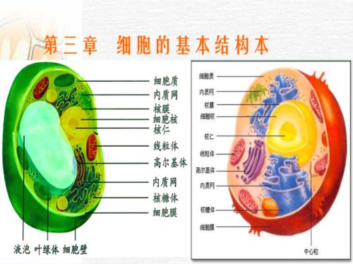 细胞的基本结构是什么