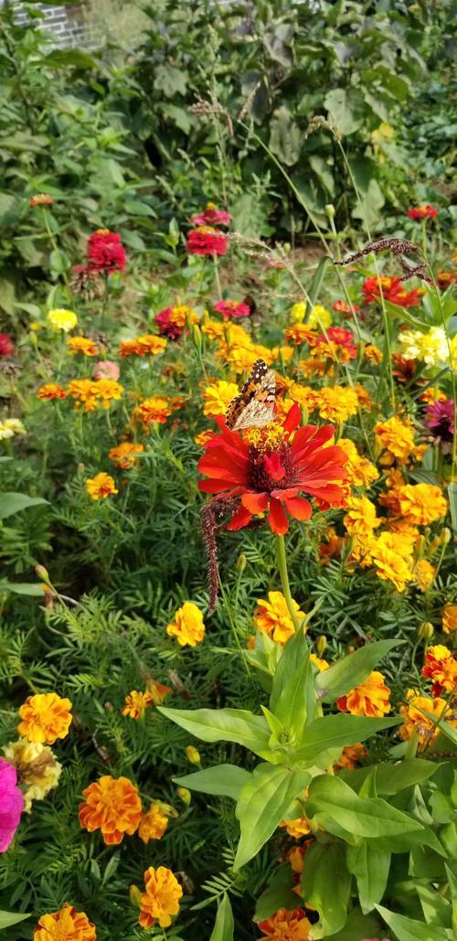 依然响铃藏头诗