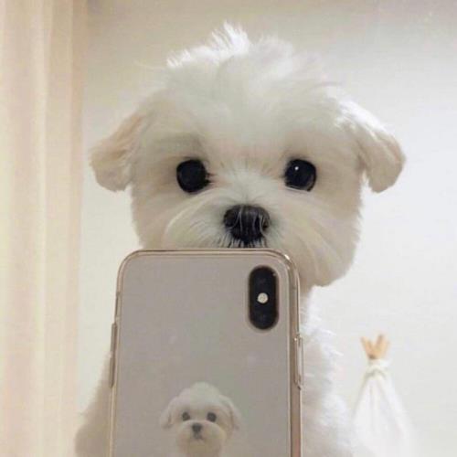 昆西的宠物叫什么