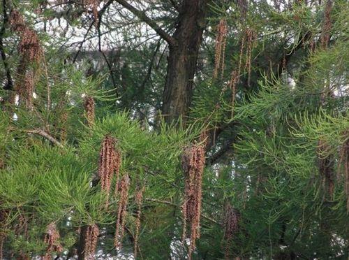 水松是国家一级保护植物吗