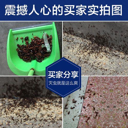怎样找到蟑螂窝