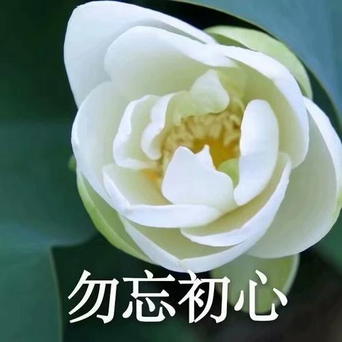 女生清心寡欲头像什么意思