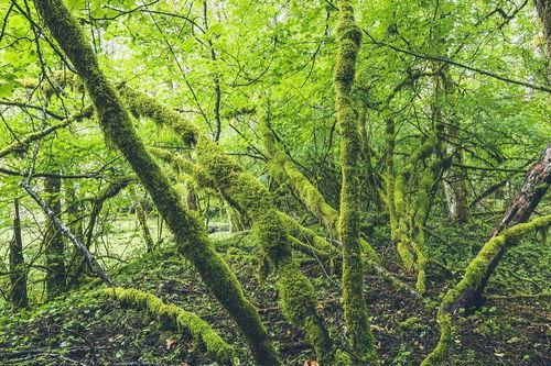 树木长得葱葱茏茏哪个错了