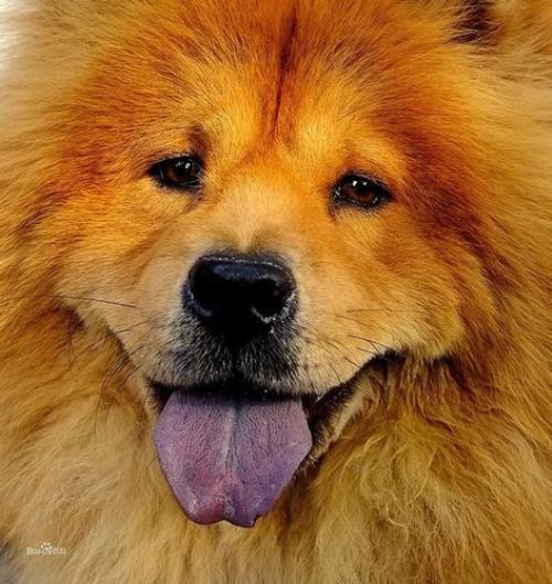 公犬发情了有什么办法