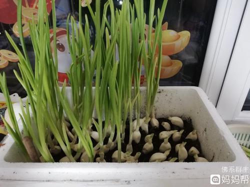 蒜发芽了怎么种植