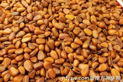 什么松树结松子的产量最高